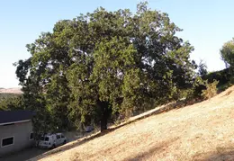 Fire Abatement 2009 002