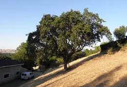 Fire Abatement 2009 004