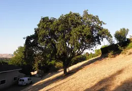 Fire Abatement 2009 005