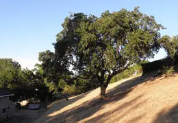 Fire Abatement 2009 007