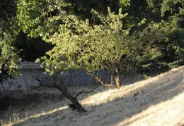 Fire Abatement 2009 008