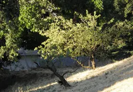 Fire Abatement 2009 009