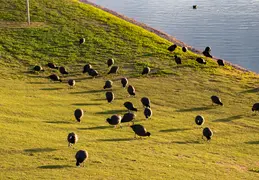 Fountain Hills 50th Anniversary Balloon Event 20240225 008