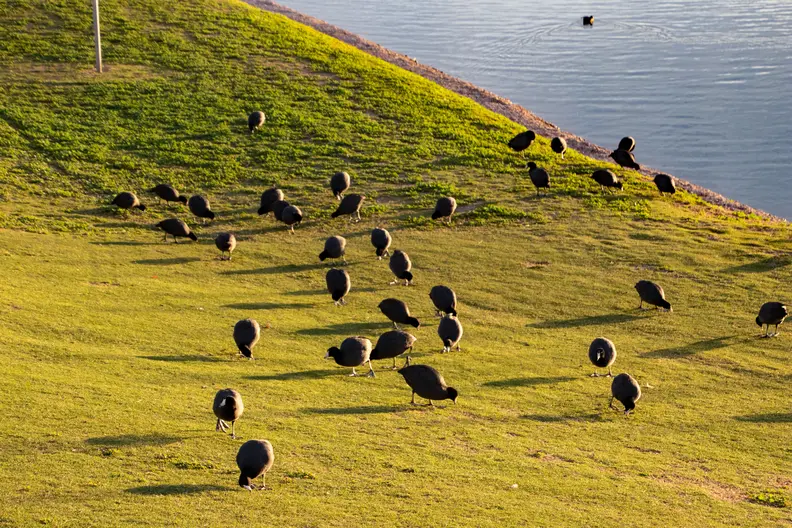 Fountain_Hills_50th_Anniversary_Balloon_Event_20240225_008.webp