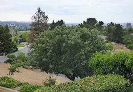 Oak Tree Trimming June 2015 002