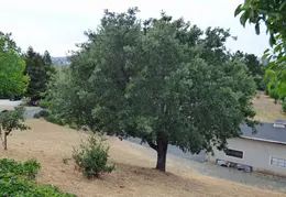 Oak Tree Trimming June 2015 004