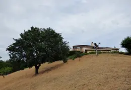Oak Tree Trimming June 2015 007