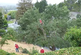 Oak Tree Trimming June 2015 012