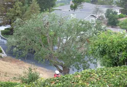 Oak Tree Trimming June 2015 015