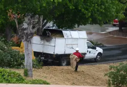 Oak Tree Trimming June 2015 016