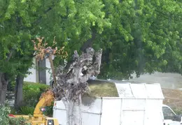 Oak Tree Trimming June 2015 019
