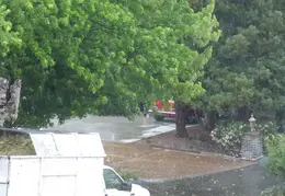 Oak Tree Trimming June 2015 020