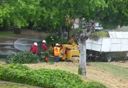 Oak Tree Trimming June 2015 022