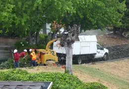 Oak Tree Trimming June 2015 024