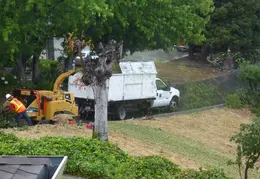 Oak Tree Trimming June 2015 025