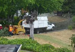 Oak Tree Trimming June 2015 027