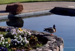 Duck By Pool