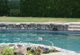 Duck In The Pool