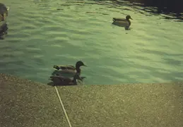 Ducks In Pool 01