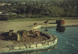 Ducks In Pool 02