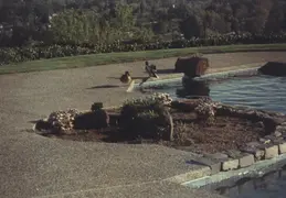 Ducks In Pool 03