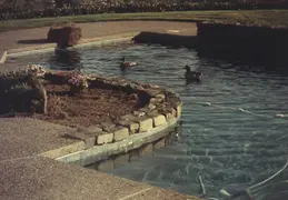 Ducks In Pool 04