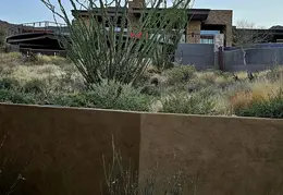Plants Around Our Home 20250310 02