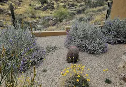 Plants Around Our Home 20250310 03