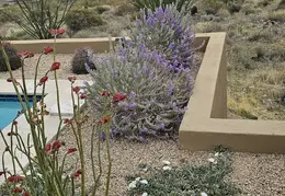 Plants Around Our Home 20250310 04