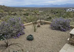 Plants Around Our Home 20250310 05