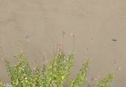 Plants Around Our Home 20250310 09