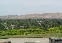 A Bird By Our Pool