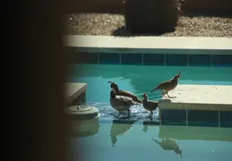 Quail Family Drinking 20260601 2