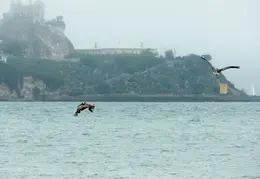Angel Island Backpack REI July 2018 044