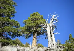 Desolation Wilderness Lake Aloha Backpacking October 2015 039