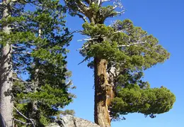 Desolation Wilderness Lake Aloha Backpacking October 2015 040