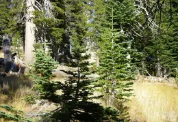 Desolation Wilderness Lake Aloha Backpacking October 2015 044