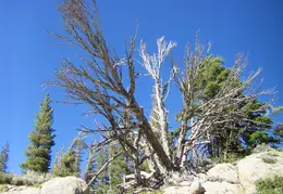 Ebbetts Pass to Carson Pass August 2020 0018