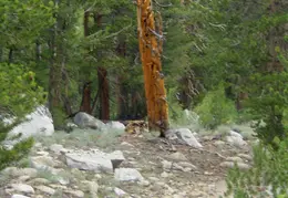 Hilton Lakes Backpacking August 2015 015