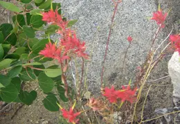 Hilton Lakes Backpacking August 2015 021