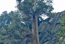 McGee Creek to Rock Creek Backpacking August 2018 029