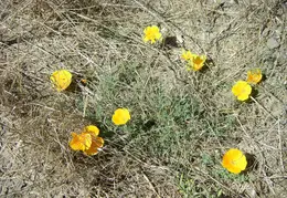 Pt Reyes Natl Seashore Backpacking August 2012 019