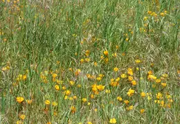 Pt Reyes Natl Seashore Backpacking May 2015 014
