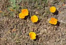 Pt Reyes Natl Seashore Backpacking May 2015 015