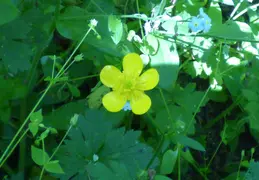 Pt Reyes Natl Seashore Backpacking May 2015 021