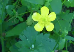 Pt Reyes Natl Seashore Backpacking May 2015 022