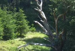 Pt Reyes Natl Seashore Backpacking May 2015 037
