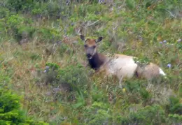Pt Reyes Natl Seashore Backpacking May 2015