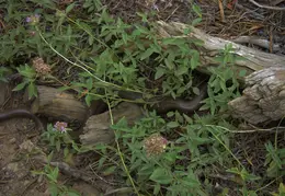 Thousand Islands Lake Backpacking July 2015 048