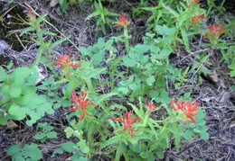 Trinity Alps Canyon Creek June 2013 017